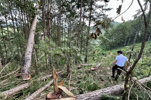 Tỉnh Lâm Đồng chỉ đạo xử lý nghiêm vụ phá rừng thông