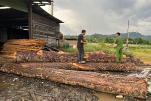 Khởi tố 4 đối tượng cưa hạ cây rừng đem về xưởng gỗ hợp thức hoá
