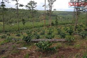 Hướng đến sản xuất cà phê không gây mất rừng