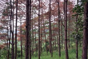 Rừng thông ba lá ở Lâm Đồng lại bị “đầu độc” hàng loạt