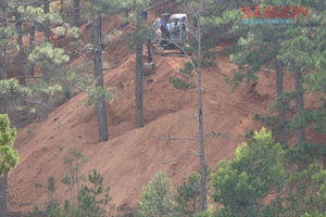 Đà Lạt: Hàng trăm cây thông nguy cơ bị “bức tử” tại dự án xây dựng khu nghỉ dưỡng Núi Hoa