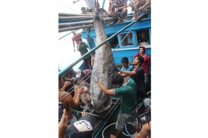 Cá ngừ đại dương 307kg được xác lập Kỷ lục Việt Nam