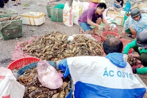 Tôm hùm chết chết hàng loạt ở vịnh Xuân Đài