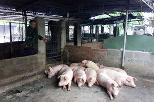  Hàng trăm con heo tại Khánh Hòa chết vì nhiễm bệnh