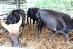 Bàn giao đàn bò tót lai F1 cho tỉnh Ninh Thuận