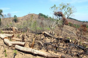 Hiện trường gần 61 ha rừng bị tàn phá tại xã An Hưng (huyện An Lão, Bình Định). Ảnh: NGỌC OAI