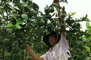 Người Hà Giang mang cam về Hà Nội