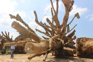 3 cây cổ thụ đang bị tạm giữ tại Thừa Thiên - Huế