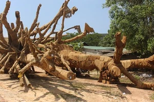 Ba cây khủng đang bị tạm giữ tại Thừa Thiên - Huế