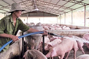 Giá thịt heo “nhảy múa”, Bộ trưởng Bộ NN-PTNT trình Quốc hội dự án Luật Chăn nuôi