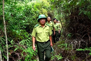 Không thể nói dối về thực trạng rừng Việt Nam