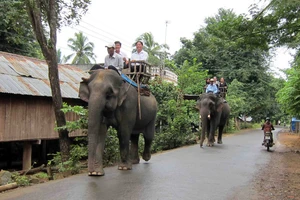 Tài trợ 65.000USD để dừng cưỡi voi tại Đắk Lắk