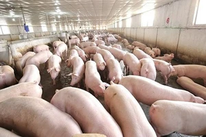 Ngăn chặn đại dịch, Việt Nam tạm ngưng nhập khẩu thịt heo từ Ba Lan và Hungary