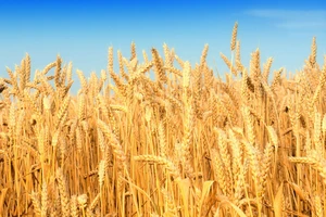 Sau cuộc đối thoại, Cục Bảo vệ thực vật lùi lệnh tái xuất lúa mì lẫn hạt cỏ