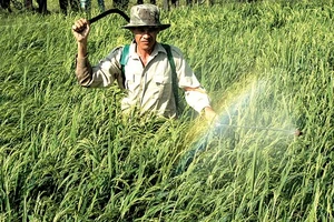 Theo Cục Bảo vệ thực vật, mỗi năm Việt Nam nhập khẩu tới 30.000 tấn thuốc trừ cỏ có chứa chất glyphosate. Ảnh minh họa: THÀNH TRÍ