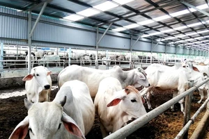 Tỉnh Thái Bình cần thúc đẩy phát triển chăn nuôi đại gia súc