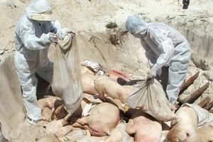 Dịch tả heo châu Phi: 3,3 triệu con heo chết, chỉ còn “sót” tỉnh Ninh Thuận