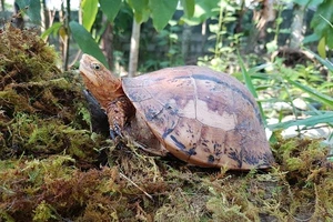 Loài Rùa hộp Coura bourreti chỉ có ở Việt Nam và miền trung Lào. Ảnh do Tổng cục Lâm nghiệp cung cấp