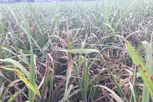Khẩn cấp cứu 1,1 triệu ha lúa có nguy cơ mắc bệnh cháy lá