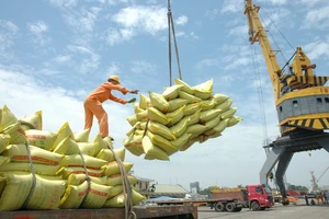 Điều tra các doanh nghiệp khai khống gạo để “giữ chỗ”