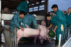 Thái Lan giảm xuất khẩu thịt heo sang Việt Nam 