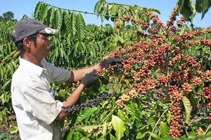 Doanh nghiệp Trung Quốc đang cần cà phê, thủy sản Việt Nam