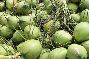 Giá trái cây rẻ “giật mình“: dừa xiêm 60.000 đồng/chục, nhãn lồng 7.000-8.000 đồng/kg