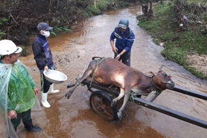 Hàng trăm gia súc chết cóng, “huyện báo cáo 2, tỉnh bảo 1”