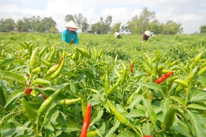 Nông sản Việt Nam xuất sang Trung Quốc gặp khó khăn