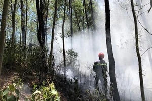 Tây Nguyên và Nam bộ có nguy cơ cháy rừng vì nắng nóng