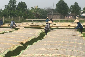 Đặc sản miến dong được sản xuất ở ngoại thành Hà Nội được người tiêu dùng Việt Nam và thế giới ưa chuộng. Ảnh: VĂN PHÚC