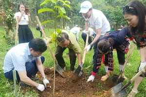 Việt Nam trồng cây để chống sa mạc hóa