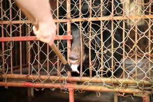 Cứu hộ gấu ngựa bị nuôi nhốt 17 năm ở Nam Định