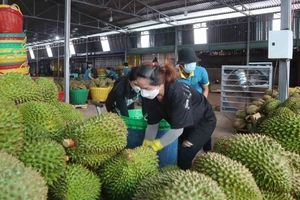 Trung Quốc có xu hướng mua nông sản của Thái Lan vì rẻ hơn Việt Nam