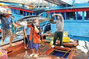 Thực hiện các biện pháp mạnh để chống khai thác hải sản bất hợp pháp