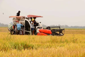 Sản xuất lúa gạo tại đồng bằng sông Cửu Long 