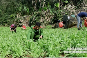 Khoảng 3.800 cây thuốc phiện trồng bí mật trong núi đá ở Lạng Sơn