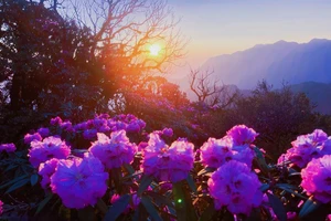 Đặt “chóp” đánh dấu đỉnh núi có hoa đỗ quyên đẹp nhất