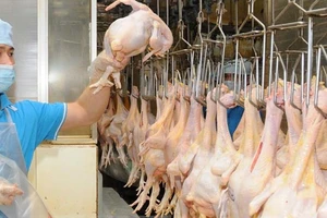 Mỗi tháng, Việt Nam sẽ xuất khoảng 1.000 tấn thịt gà sang các nước đạo Hồi