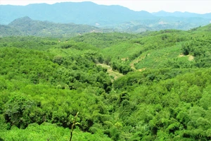 Bộ NN-PTNT công bố thực trạng rừng cả nước