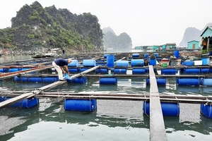 Phân giao mặt biển, tích hợp nuôi biển và du lịch - tìm giải pháp từ Quảng Ninh