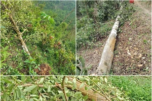 Rừng hồi hơn 50 năm bị lốc “phá” tan tác