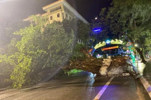 Miền Bắc mưa dông, quật đổ cây đa lớn ở Hà Giang