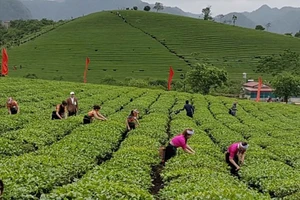 Chè Việt Nam tìm lối ra trước “bẫy giá rẻ” của thị trường quốc tế 