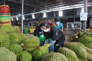 Tốc độ tăng trưởng ngành nông nghiệp của tỉnh Bình Phước cao nhất nước 