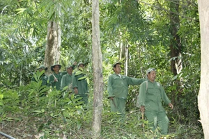 Bình Phước: Kiên quyết bảo vệ nghiêm ngặt hơn 55.900ha rừng tự nhiên hiện có 