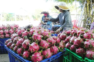 Nhiều thương lái người Trung Quốc đến Bình Thuận thu mua nông sản trái phép (Ảnh minh họa)