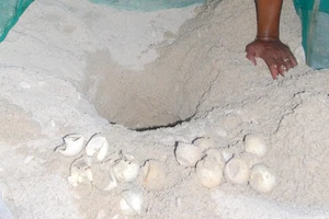 24 tình nguyện viên tham gia bảo tồn rùa biển ở đảo Hòn Cau