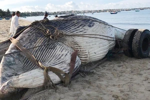 Con cá voi nặng trên 15 tấn trôi dạt vào bờ biển.