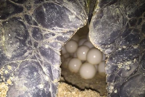 Cận cảnh con rùa biển đang đẻ trứng.